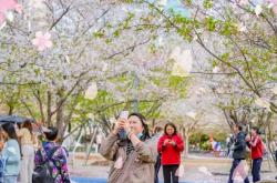 世界杯正规买球平台 -西(xī)北湖緩(huǎn)扫落樱，邀您共赴一场“花瓣地毯(tǎn)”的浪漫(màn)