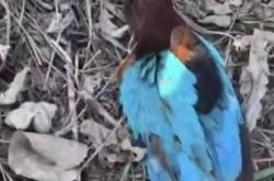 国际足联官方买球平台 -白胸(xiōng)、紅(hóng)嘴、翡(fěi)翠背(bèi)！鸟界“颜值担当”，来頭(tóu)不小(xiǎo)！