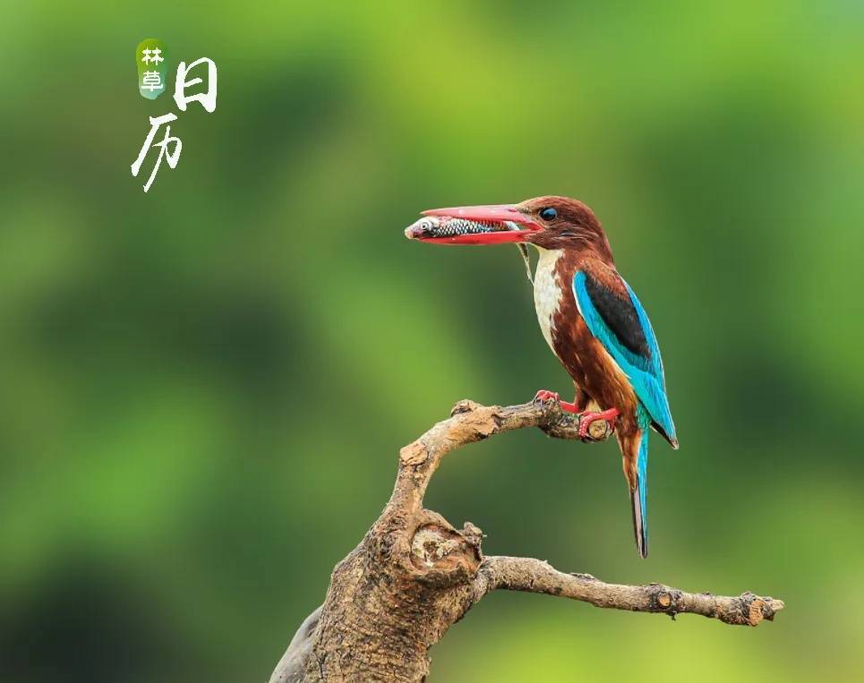 白胸、红嘴、翡翠背！鸟界“颜值担当”，来头不小！