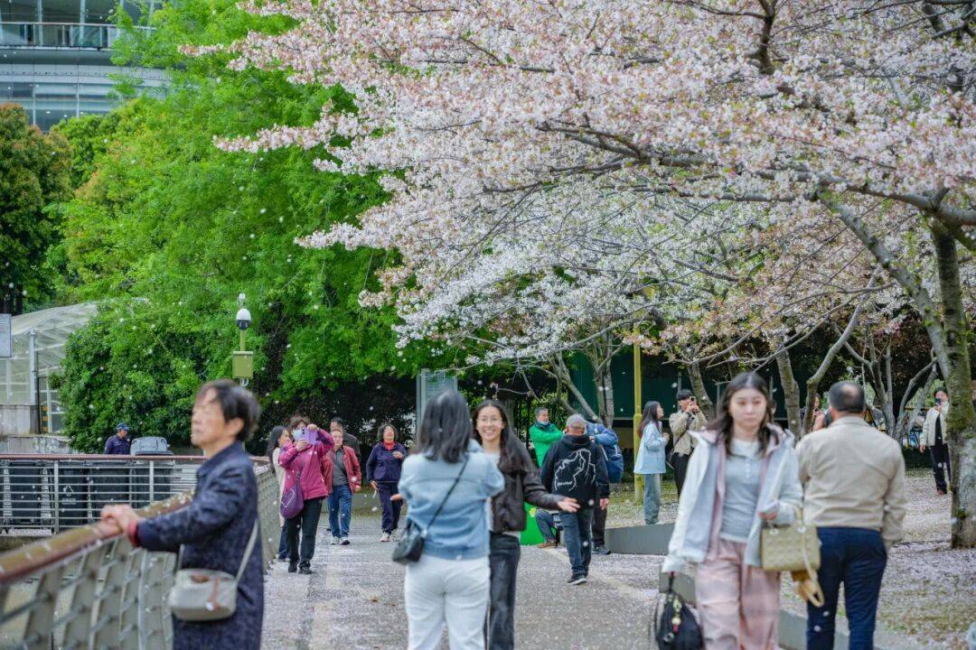 西北湖缓扫落樱，邀您共赴一场“花瓣地毯”的浪漫