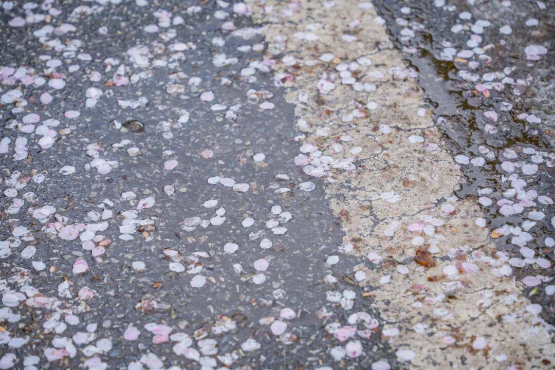 西北湖缓扫落樱，邀您共赴一场“花瓣地毯”的浪漫