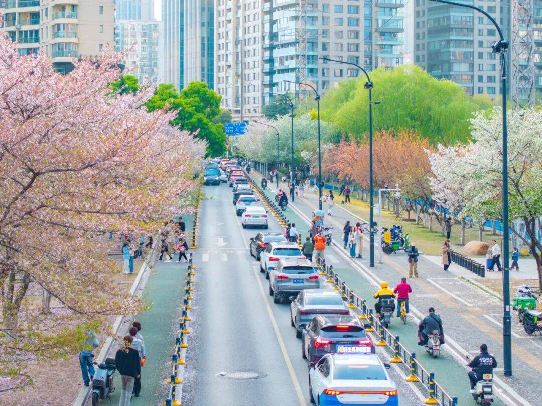 西北湖缓扫落樱，邀您共赴一场“花瓣地毯”的浪漫